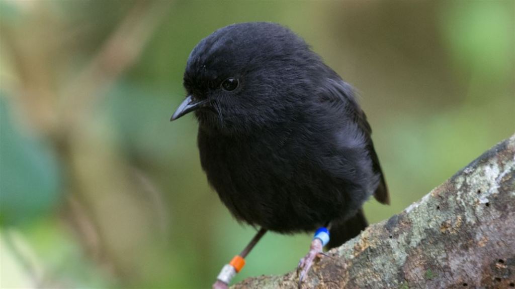 A photo of a black robin bird. 